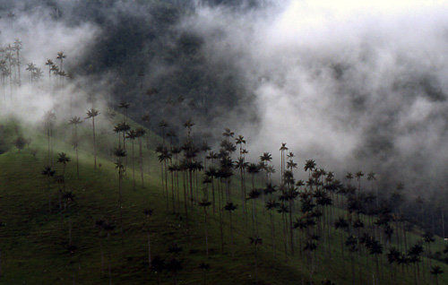 Cocora