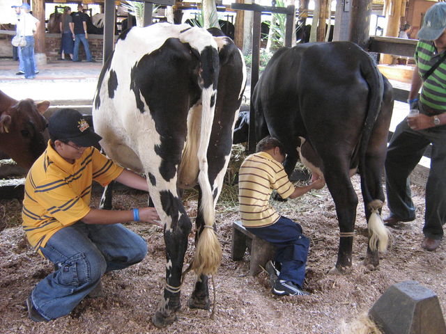 Ganaderia